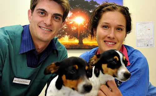 Dr Lachlan Campbell and vet nurse Daniele Lee cuddle up to some puppies. Dr Lachlan Campbell and vet nurse Daniele Lee cuddle up to some puppies.